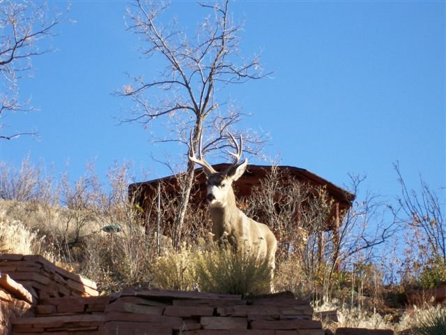 Deer Standing at the Edge of a Cliff